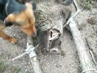 kırklareli domuz avı