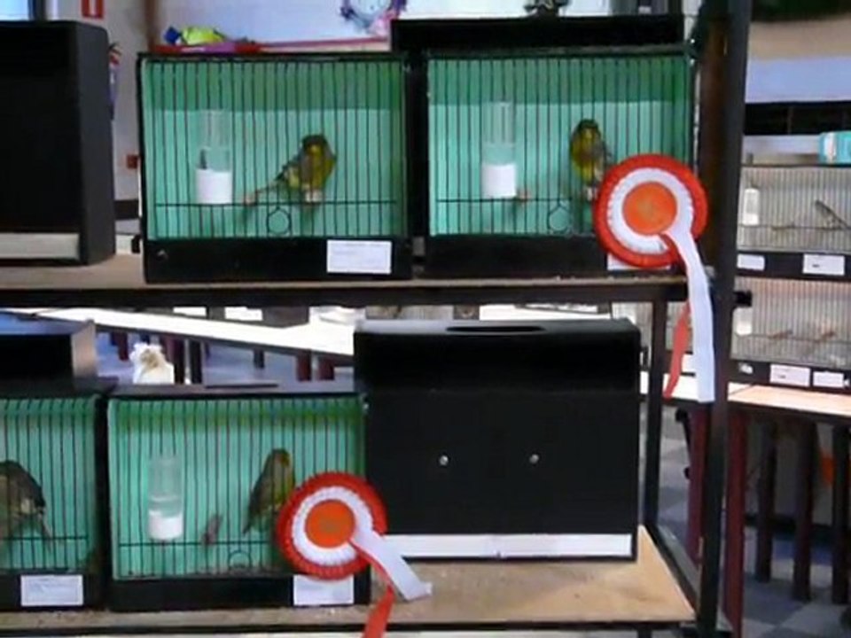 Exposition ornithologique à Tournai - Gloster Consort -