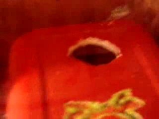 visite terrarium gecko leopard