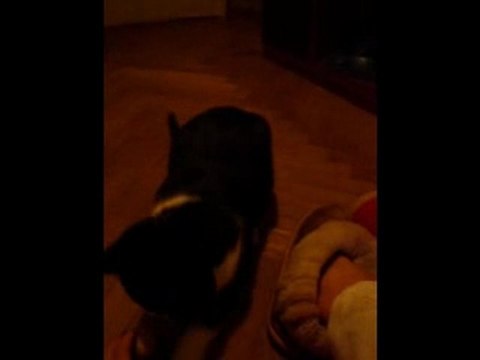 Черно-белые коты