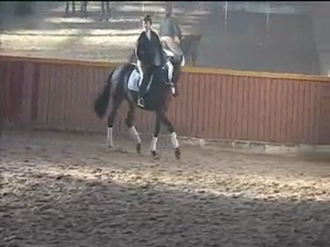 delon cheval de dressage