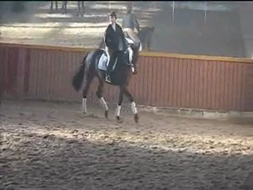 delon cheval de dressage