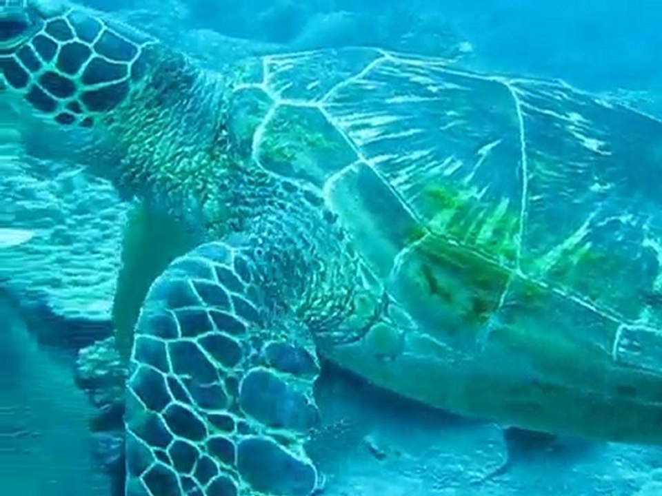 Nage de Tortue a Chumphon au Parc Marin