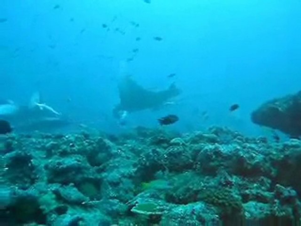 Manta ray croisiere Similan - Chumphon - Thailande