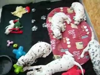 vidéo des chiots à 6 ème semaine