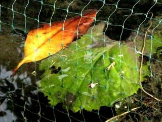 Musiques d'automne. Albinoni