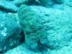 Cigale de mer - Vidéo plongée Similan-Chumphon-Thailande