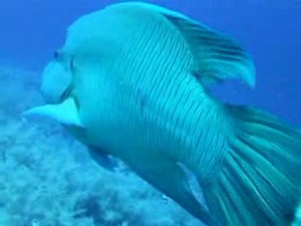 Le napoléon - Vidéo plongee Similan - Chumphon-Thailande
