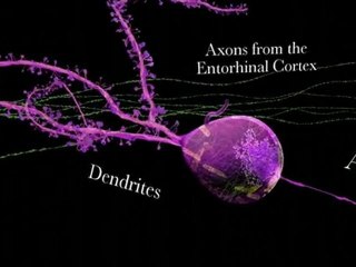 El hipocampo (v.o. ingles)