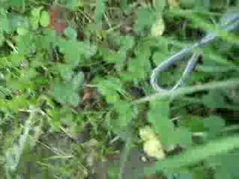 Balade das le jardin ( Nov. 2009 )