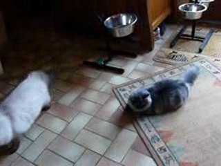 Khiro fait des galipettes sur le tapis