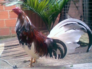Gallos de pelea de los mejores colores