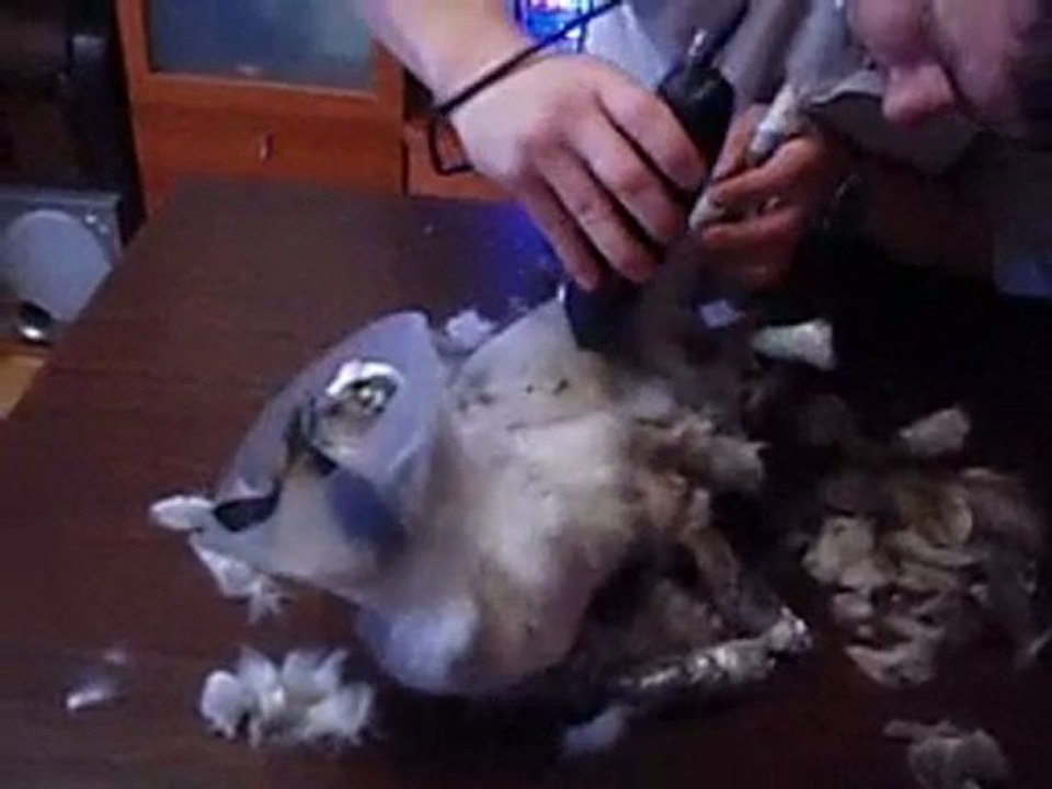 Стрижка собак и кошек.