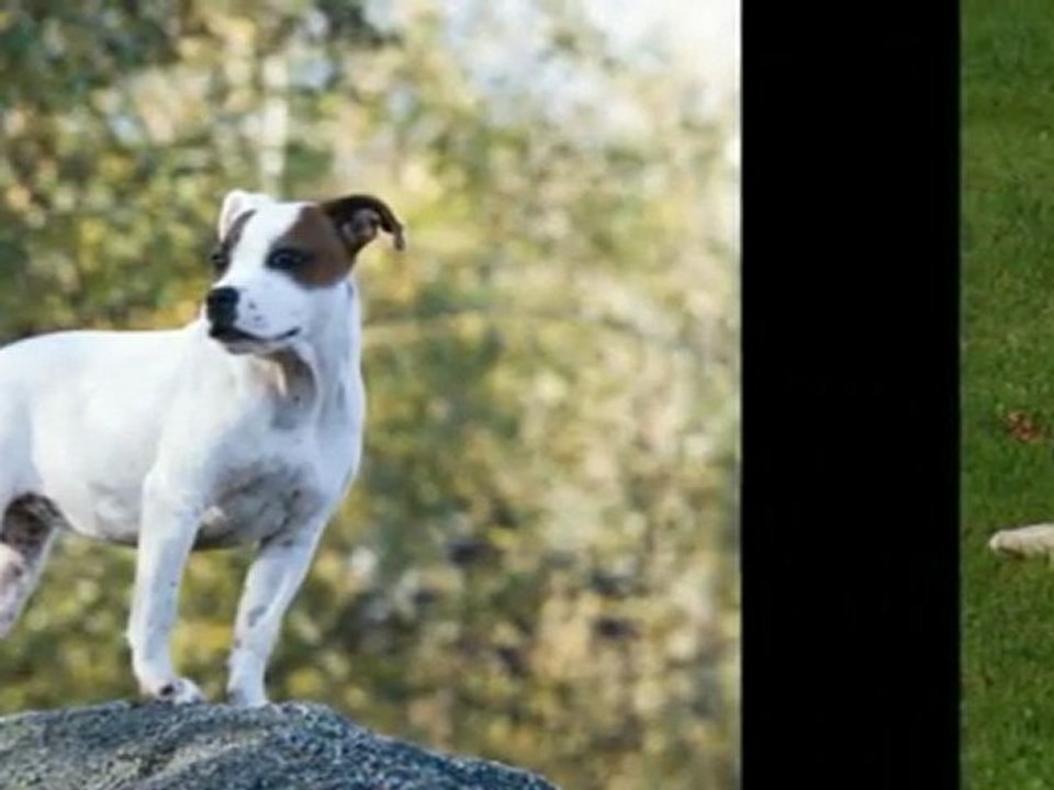 Elfie Staffordshire bull terrier