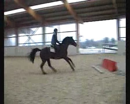 a vendres jument 5 ans