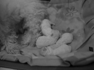 18/12/2009 Camomille en bonne maman (pas confiture)