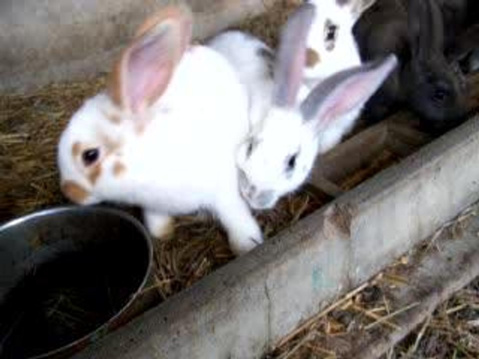 Les lapins