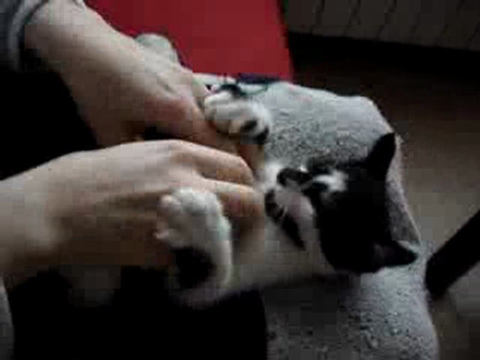 Eden le surprised kitty version française