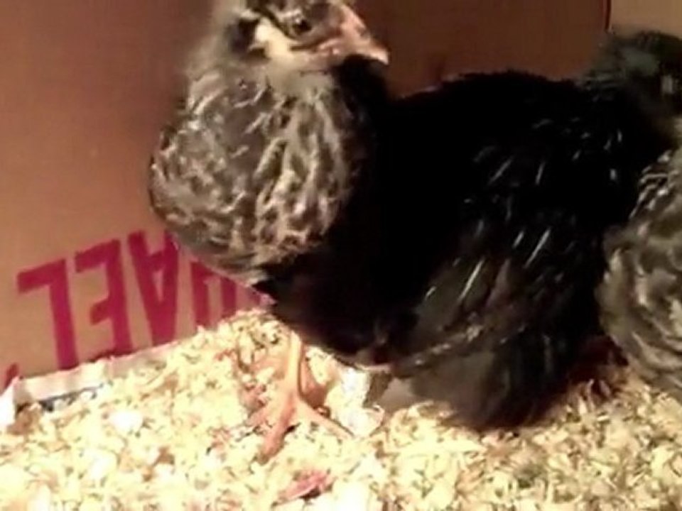 Chicks Dig the Garlic Parmesan Sauce