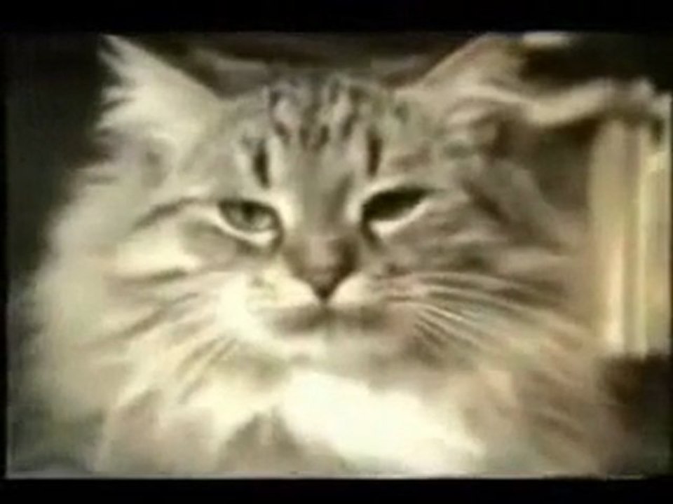 * Chats en Folie - Crazy Cats *