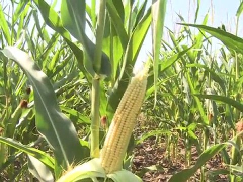 Poljoprivreda danas 29.12.2009.