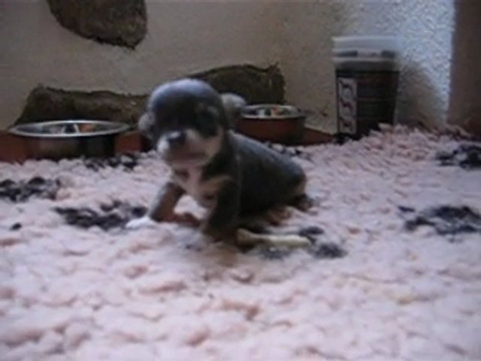 chihuahua