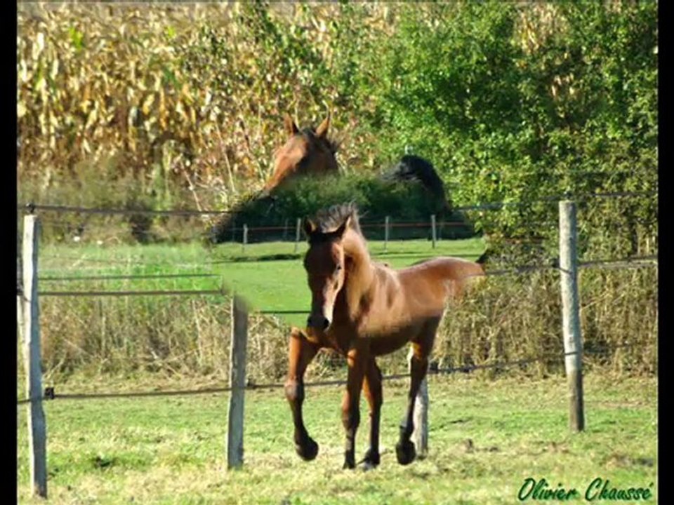 Syl Phahor, étalon PSA