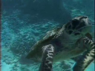 Carné de Noé - Tortues aux Seychelles