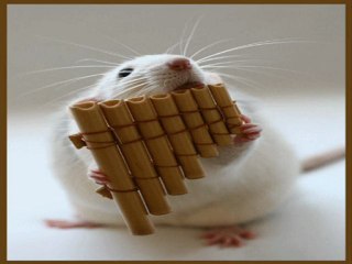 125.Dave Valentin - pied piper