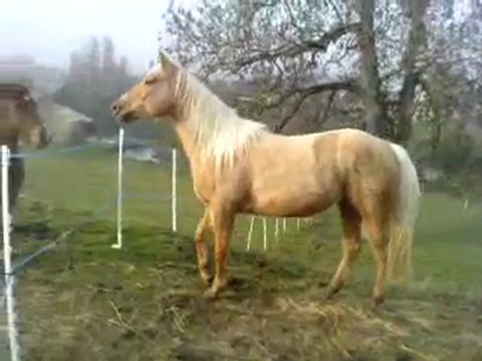 un cheval qui n'aime pas être seul !