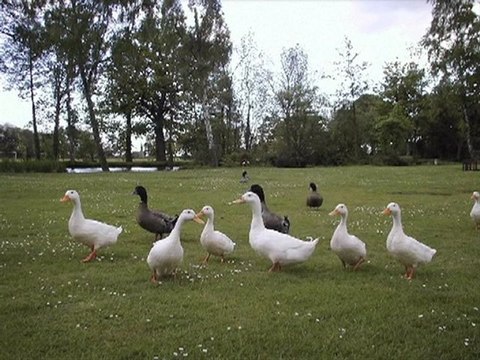 Les stratagèmes de l'ego video de a griselin