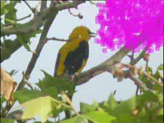 vidéo linotte mélodieuse et loriot d'Europe_converted