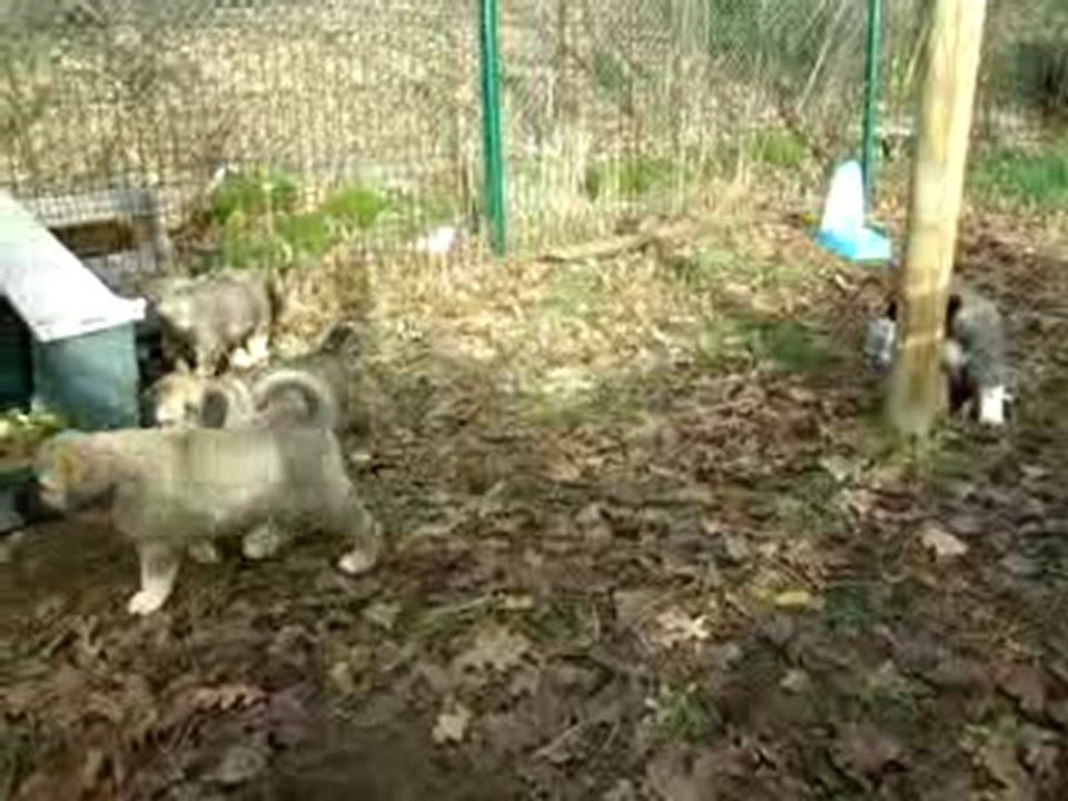 Jeu extérieur entre chiots bergers d'Anatolie (4/6)
