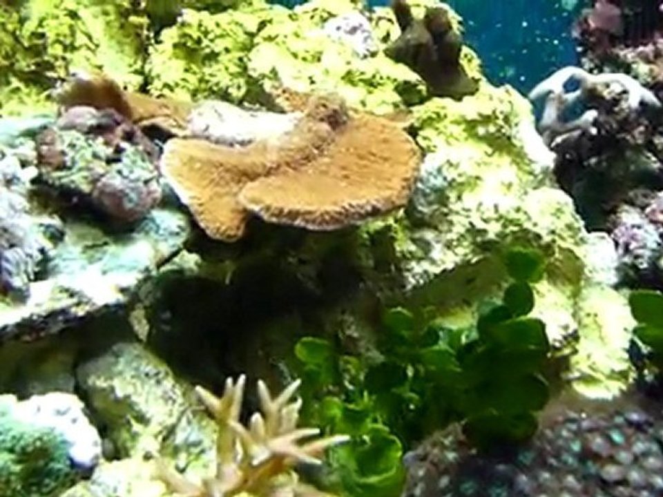 bac recifal le 291209