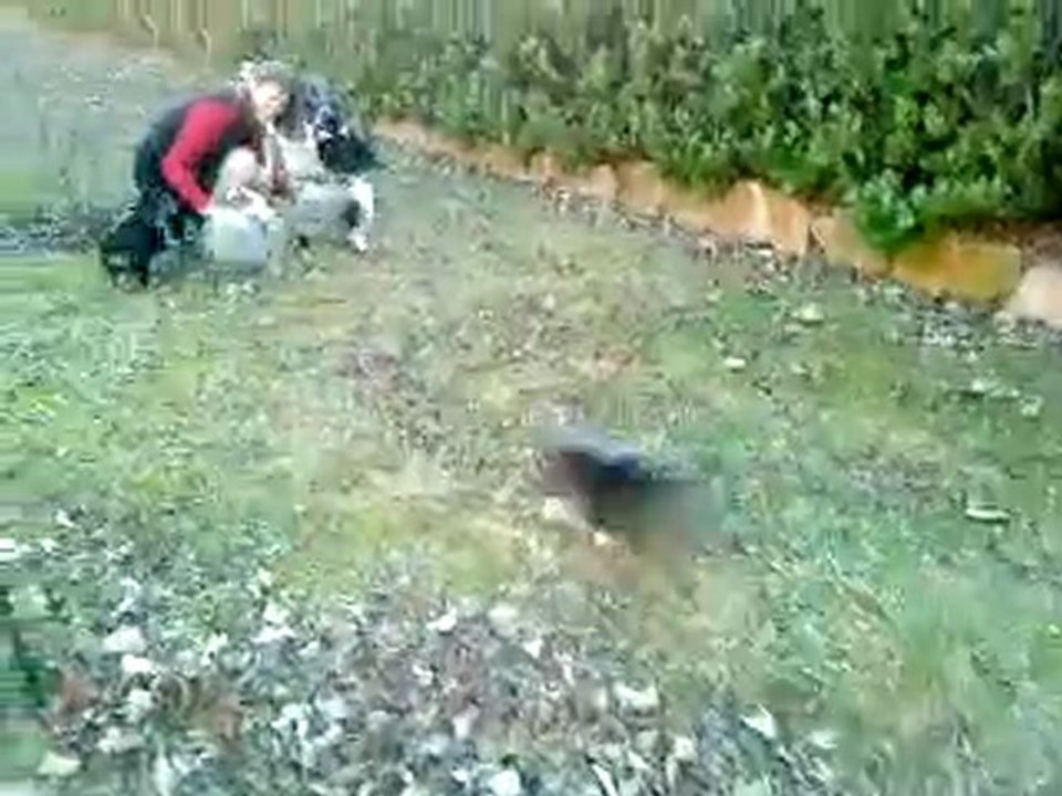 Mes chiots chez ma mère !!