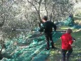 Bacchiatura delle olive a Beuzi di Taggia Hotel Lucciola