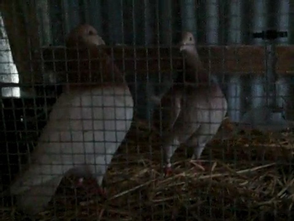accouplement de pigeon