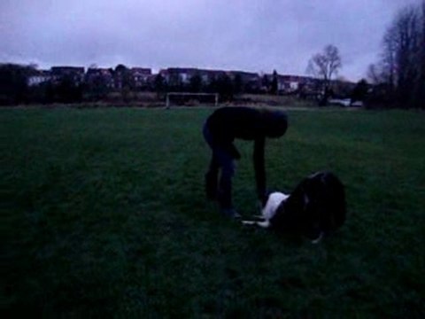 Ilow Blue, Border Collie, 8 months, freestyle canin.