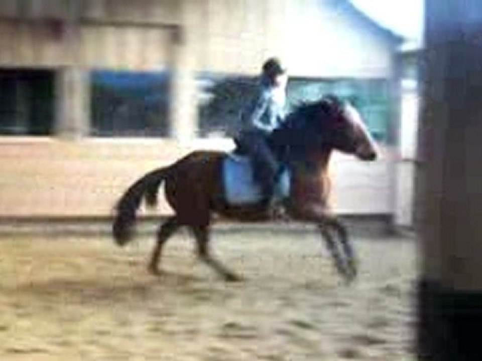 cheval au galop