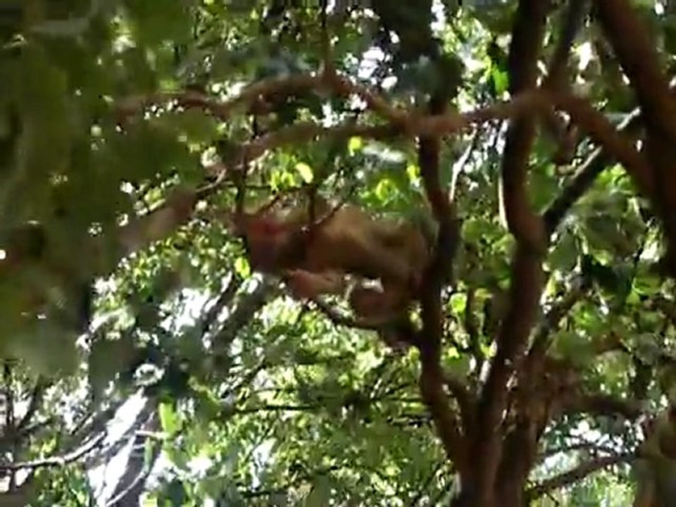 Baby Monkey