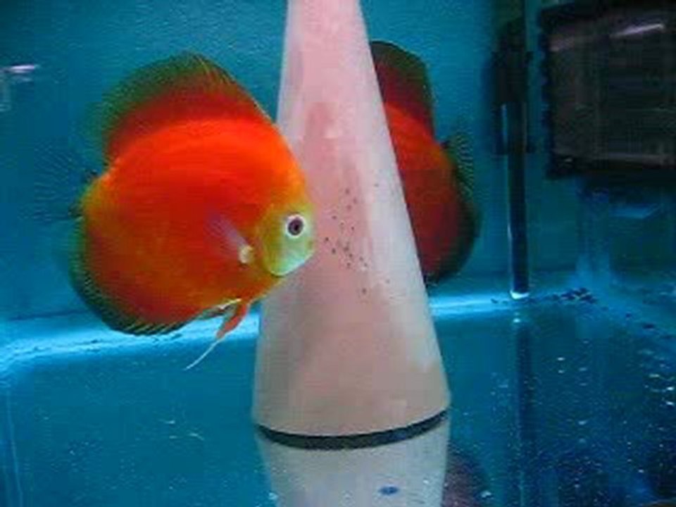 süper red melon çift