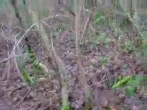 Chiots Pointer du Bois des Rousses (5 mois et 1/2)