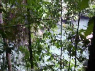 Howler Monkey or Smoke Monster from Lost?