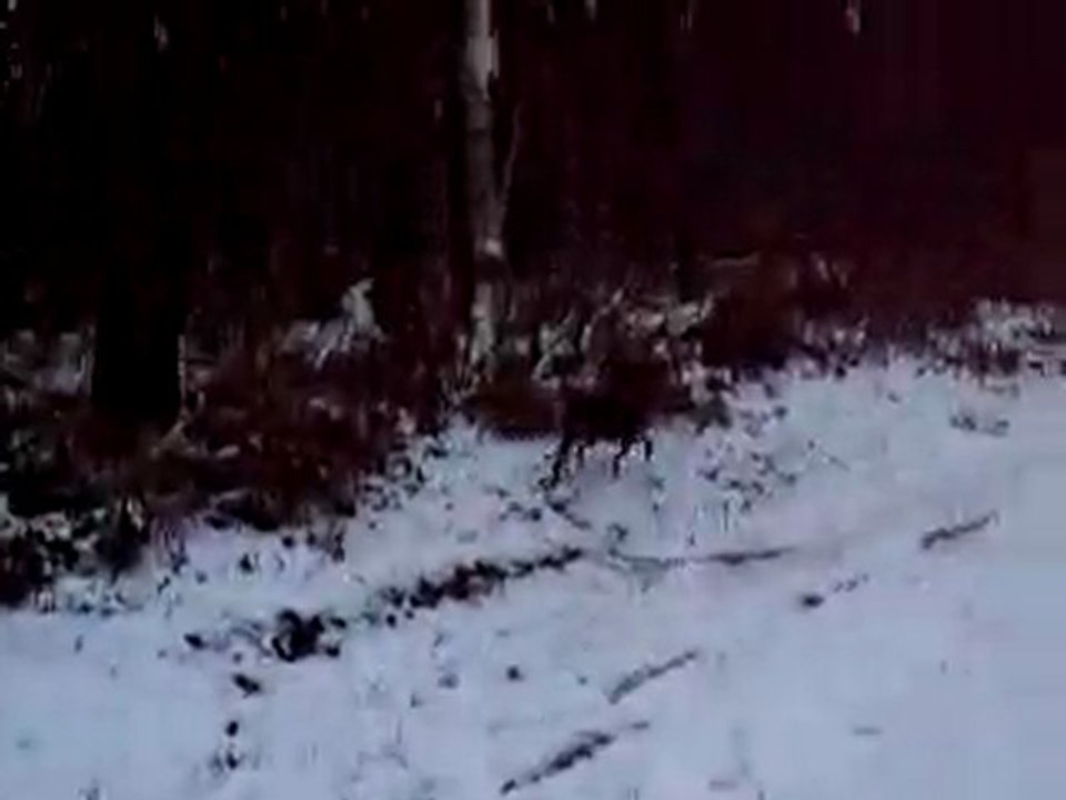 Promenade sous la neige