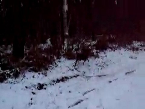 Promenade sous la neige
