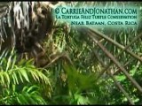 Costa Rican Monkeys: Tree Surfing Monkey