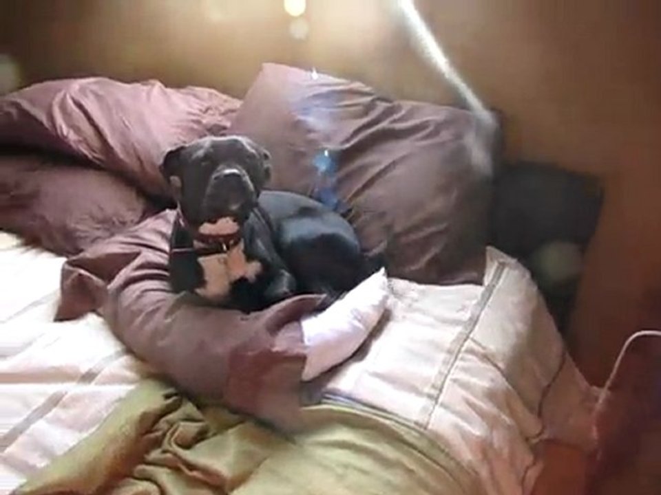 The mugsly one is naughty