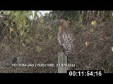 Florida Red-shouldered Hawk