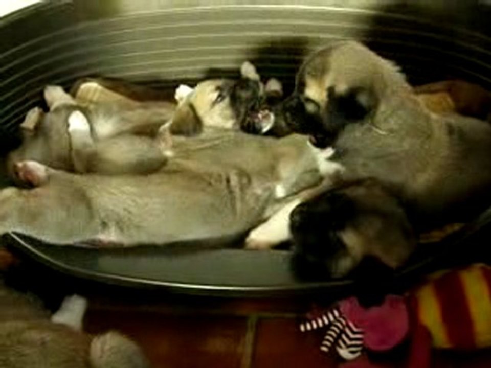 Petit jeu de "gueules" entre 2 chiots Kangal