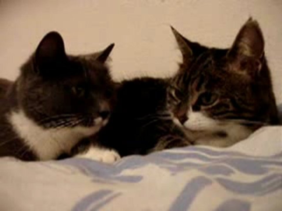 Cat conversation
